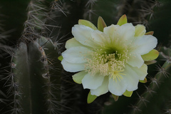 Cereus peruvianus